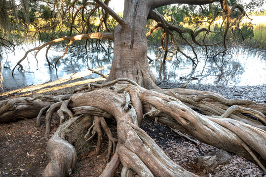USA, Georgia. Mature tree in Skidaway Island State Park, near Savannah