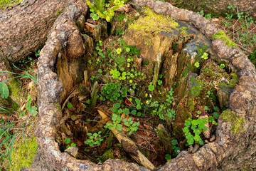Inside a hollow tree stump grows a small forest biotope of clover leaves, ferns, moss and mushrooms