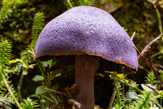 Cortinarius violaceus, commonly known as the violet webcap violet cort or dark violet chanterelle. It is considered edible, or at least not poisonous. It is not a good edible mushroom.