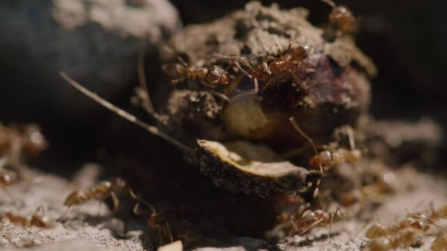 This closeup image of a thriving black garden ant colony highlights their teamwork, social harmony, and structural organization, showcasing the intricate dynamics of natures complex ecosystem