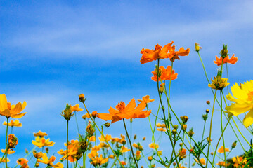 Beautiful blooming flower garden.