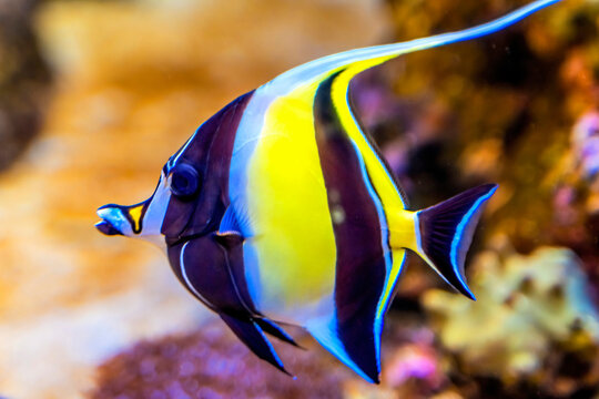 Colorful idol fish, Waikiki, Oahu, Hawaii.