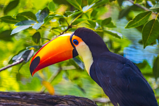 Colorful Toco Toucan, Waikiki, Honolulu, Hawaii. Tropical bird is native to South America.