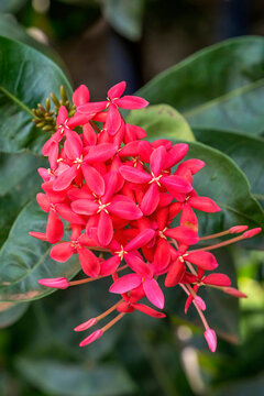 Colorful bright red West Indian jasmine, Honolulu, Hawaii. Tropical plant from Asia.
