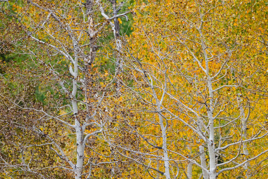 USA, Idaho, Liberty. Mink Creek, Highway 36, Aspen groves with leaves golden during Autumn