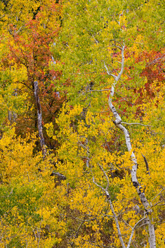 USA, Idaho, Liberty. Mink Creek, Highway 36, Aspen groves with leaves golden during Autumn