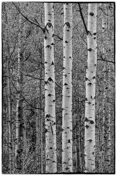 USA, Idaho, Liberty. Mink Creek, Highway 36, Aspen groves in Black and White in Autumn