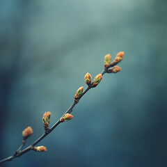 New tree buds sprouting marking the beginning of spring and nature&rsquo;s renewal