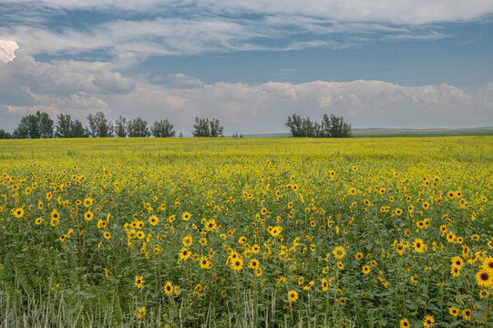 USA, Idaho. Field of common sunflower grown as a crop along Highway 33.