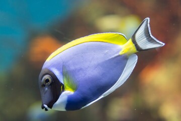 Vibrant Blue Surgeonfish in Coral Reef Habitat