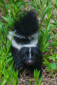 Striped skunk youngster near hiking trail, Montana, USA