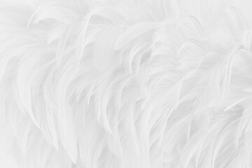 Beautiful white grey bird feathers pattern texture background.