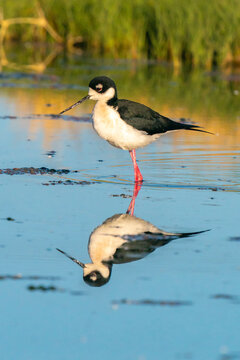 USA, New Mexico. Black-necked stilt reflects in water. 
