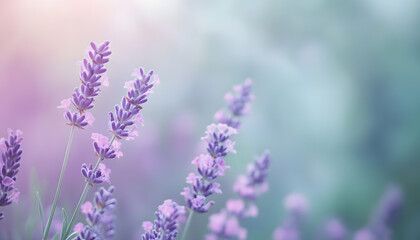 Obraz premium A single pastel color, such as mint green or lavender, providing a soothing and simple backdrop