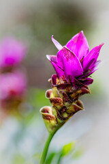 A flower with a purple center and green leaves