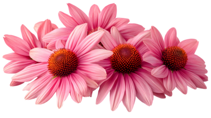 Pink echinacea flowers with orange center arranged in a cluster isolated on a transparent background