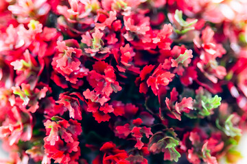 Red bush includes green flower tips.