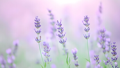 Fototapeta premium A single pastel color, such as mint green or lavender, providing a soothing and simple backdrop
