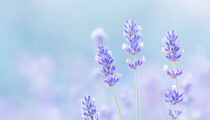 Obraz premium A single pastel color, such as mint green or lavender, providing a soothing and simple backdrop