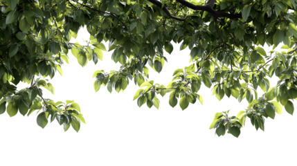Green Tree Branch with Lush Leaves Isolated on Transparent Background - PNG