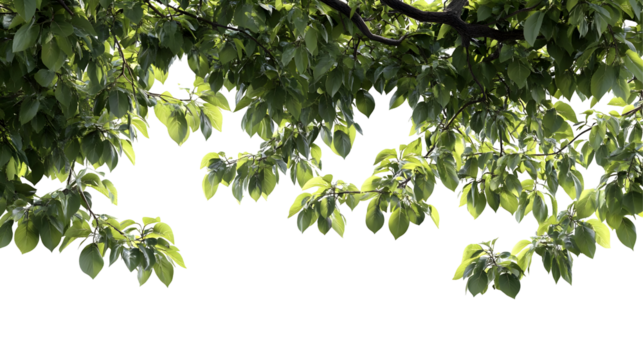 Green Tree Branch with Lush Leaves Isolated on Transparent Background - PNG