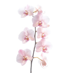 Obraz premium A single pink orchid flower is the main focus of the image. The flower is surrounded by a white background, which emphasizes its delicate and elegant appearance. Concept of tranquility and beauty