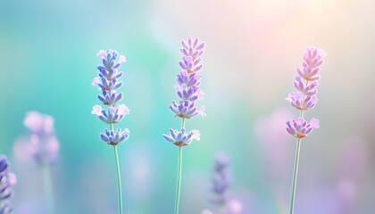 Obraz premium A single pastel color, such as mint green or lavender, providing a soothing and simple backdrop