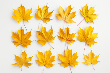 Fototapeta premium An autumn leaf set in yellow, burgundy, green colors on a white background for creativity, Maple pattern autumn background. Fall yellow leaves arranged on white surface, yellow autumn maple leaves
