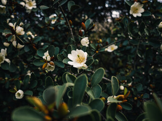 Magnolia flowers in the garden