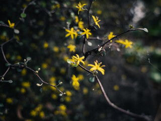 Yellow flowers in the garden