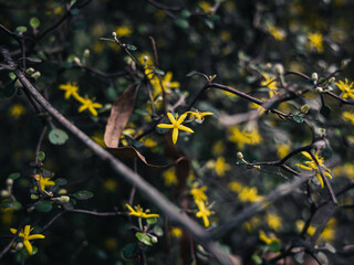 Yellow flowers in the garden