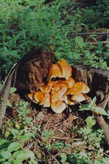 Mushroom cluster