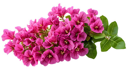 Vibrant Pink Bougainvillea Flowers with Green Leaves Isolated on Transparent Background