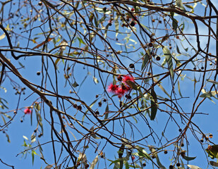 Eucalyptus branches with red flowers set against a blue sky, Victoria, Australia