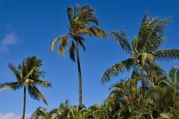 Fototapeta premium The Palms of Maui