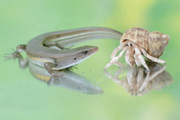 An adult common sun skink is ready to fight with a hermit crab for territory. This reptile has the scientific name Mabouya multifasciata.