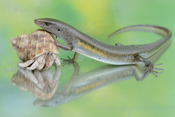 An adult common sun skink is ready to fight with a hermit crab for territory. This reptile has the scientific name Mabouya multifasciata.