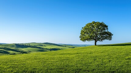 A lone tree on the distant horizon of rolling green hills, under a cloudless blue sky, copy space