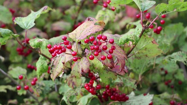 Closeup of bunches of red berries of a Guelder rose or Viburnum opulus shrub
