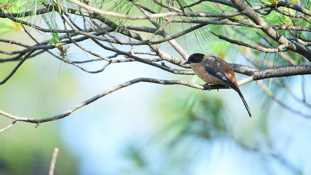 Rufous Sibia , Heterophasia capistrata perching in Forest