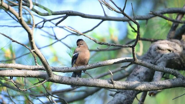 Rufous sibia, Heterophasia capistrata Beautiful Bird Perching in Forest