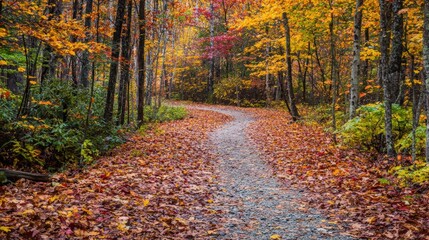 Naklejka premium A peaceful autumn forest with a thick layer of red, orange, and yellow leaves on the ground