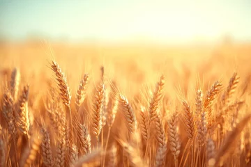 Golden wheat stalks glowing in the sun.