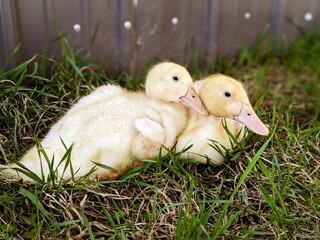 duckling on the grass