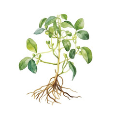 Watercolor of Beansprout isolated white background
