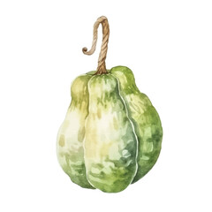 Naklejka premium Watercolor of Bitter gourd isolated white background