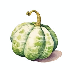 Watercolor of Bitter gourd isolated white background