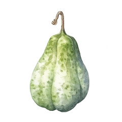 Watercolor of Bitter gourd isolated white background