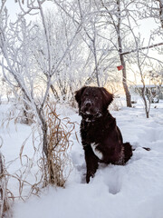 labrador retriever in snow