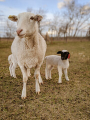 Obraz premium sheep and lambs